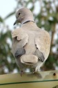 Collared-Dove,Eurasian01.jpg Slide 16