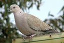Collared-Dove,Eurasian02.jpg Slide 17
