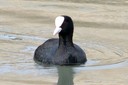 Coot,Eurasian01.jpg Slide 18