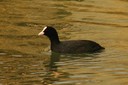 Coot,Eurasian02.jpg Slide 19