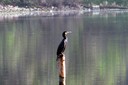 Cormorant,Great01.jpg Slide 20