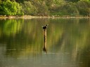 Cormorant,Great02.jpg Slide 21