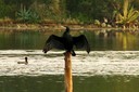 Cormorant,Great03.jpg Slide 22