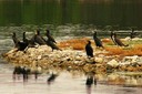 Cormorant,Great04.jpg Slide 23