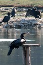 Cormorant,Great05.jpg Slide 24