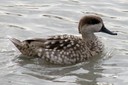 Duck,Marbled01.jpg Slide 32