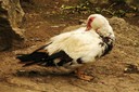 Duck,Muscovy01.jpg Slide 33
