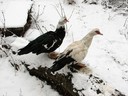 Duck,Muscovy02.jpg Slide 34