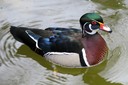 Duck,Wood01.jpg Slide 35