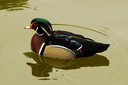 Duck,Wood02.jpg Slide 36