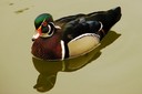 Duck,Wood03.jpg Slide 37