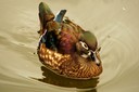 Duck,Wood04.jpg Slide 38