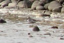Dunlin01.jpg Slide 39