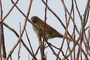 Dunnock02.jpg Slide 41