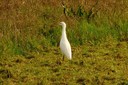 Egret,Cattle01.jpg Slide 43