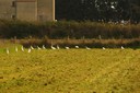 Egret,Cattle02.jpg Slide 44