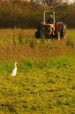 Egret,Cattle03.jpg Slide 45