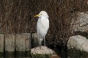 Egret,Cattle04.jpg Slide 46