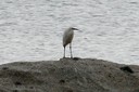 Egret,Little01.jpg Slide 47