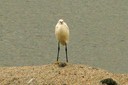 Egret,Little02.jpg Slide 48