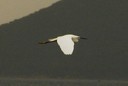 Egret,Little03.jpg Slide 49