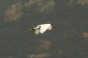 Egret,Little04.jpg Slide 50