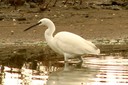 Egret,Little05.jpg Slide 51