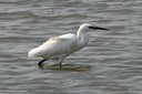 Egret,Little06.jpg Slide 52