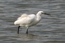 Egret,Little07.jpg Slide 53