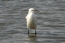 Egret,Little08.jpg Slide 54