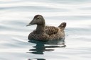 Eider,Common01.jpg Slide 58