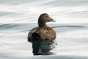 Eider,Common02.jpg Slide 59
