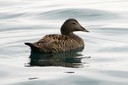 Eider,Common03.jpg Slide 60