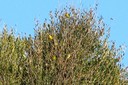 Finch,Citril01.jpg Slide 61
