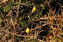 Finch,Citril02.jpg Slide 62