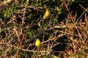 Finch,Citril03.jpg Slide 63
