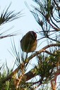 Firecrest01.jpg Slide 64