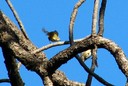 Firecrest02.jpg Slide 65