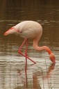Flamingo,Greater01.jpg Slide 66