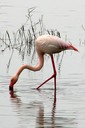 Flamingo,Greater02.jpg Slide 67