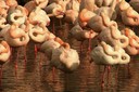 Flamingo,Greater03.jpg Slide 68
