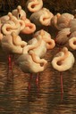 Flamingo,Greater04.jpg Slide 69