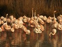 Flamingo,Greater05.jpg Slide 70