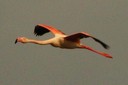 Flamingo,Greater06.jpg Slide 71