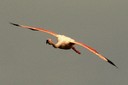 Flamingo,Greater07.jpg Slide 72