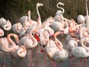 Flamingo,Greater08.jpg Slide 73