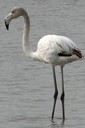 Flamingo,Greater09.jpg Slide 74