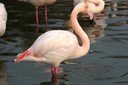Flamingo,Greater10.jpg Slide 75