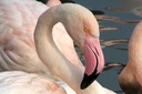 Flamingo,Greater11.jpg Slide 76