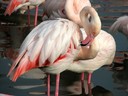Flamingo,Greater12.jpg Slide 77